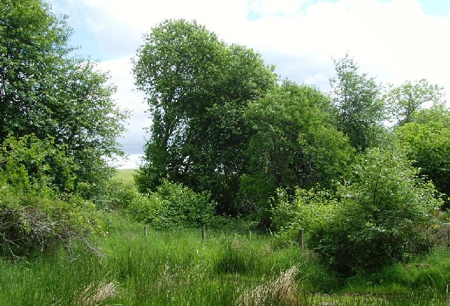 Prunus padus (bird cherry)