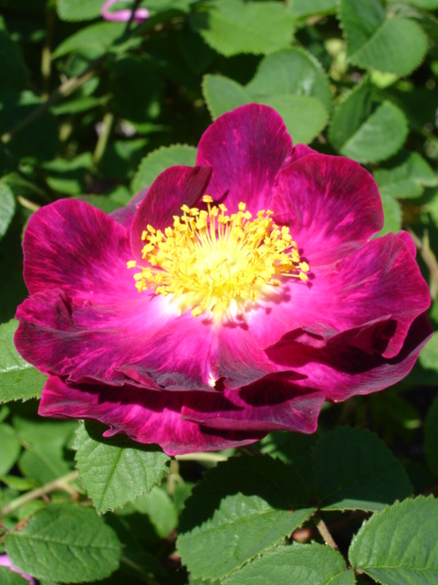 Rosa 'Alain Blanchard' (Alain Blanchard Rose)
