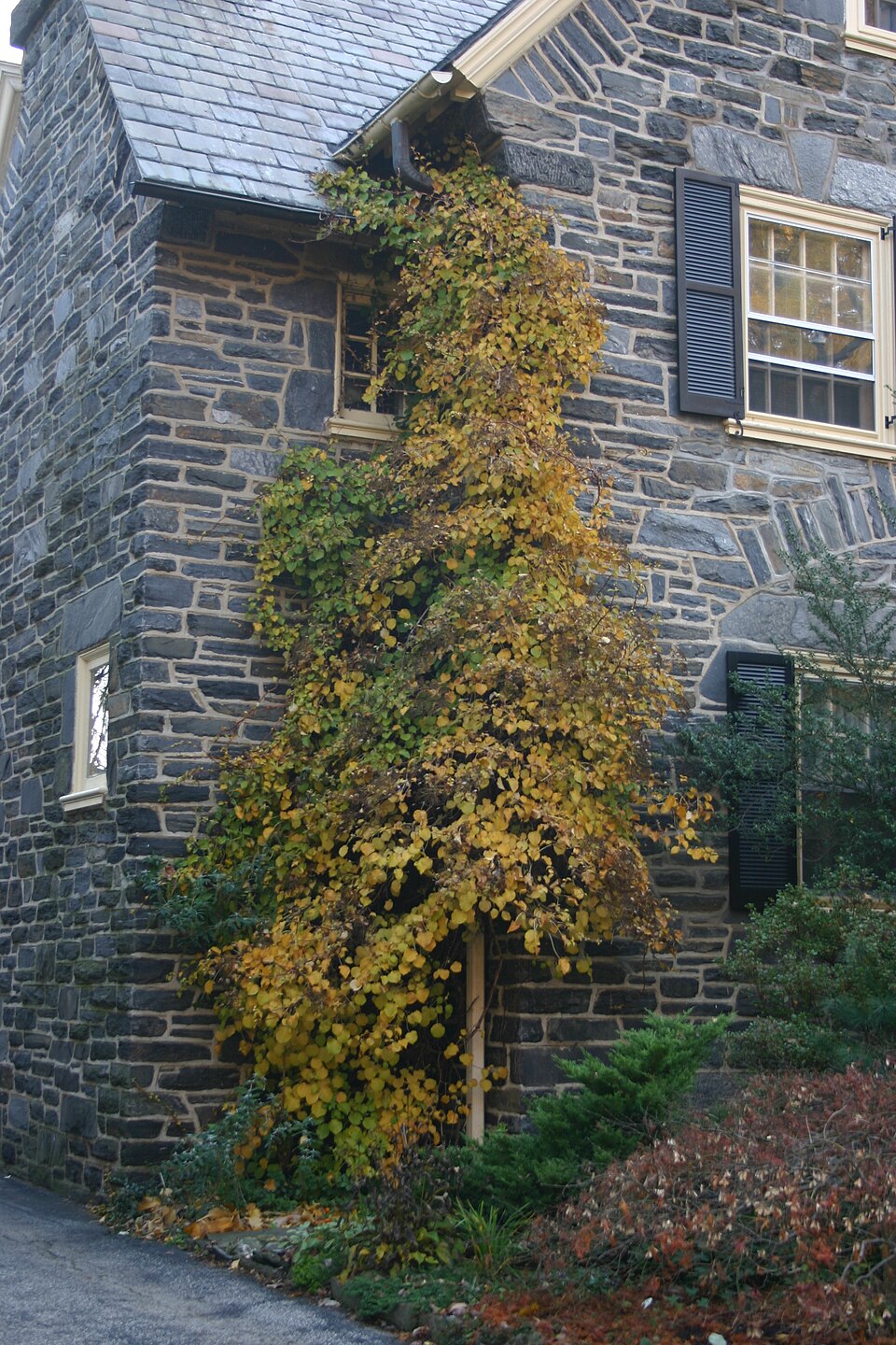 Hydrangea anomala subsp. petiolaris (Climbing Hydrangea) (alternate view 2)
