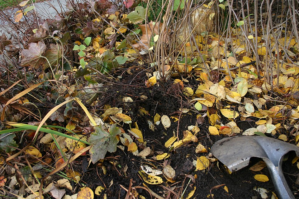 Fothergilla (witch-alders)