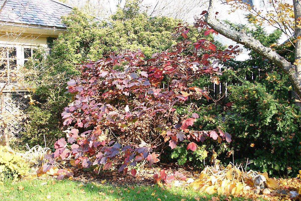 Hydrangea quercifolia (oak-leaf hydrangea) (alternate view 6)