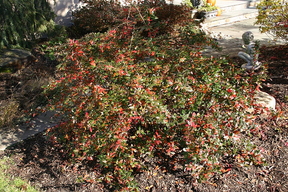 Berberis x gladwynensis (Gladwyne barberry)