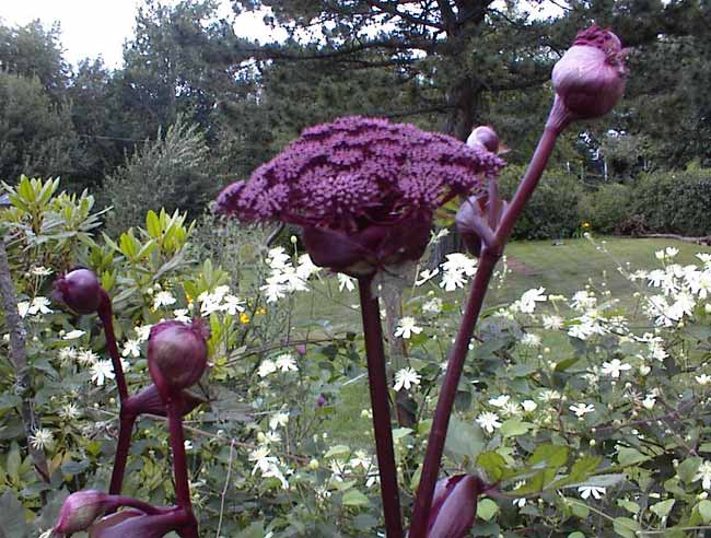 Angelica gigas (Korean Angelica) (alternate view 6)