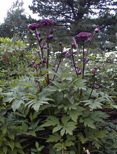 Angelica gigas (Korean Angelica) (alternate view 7)