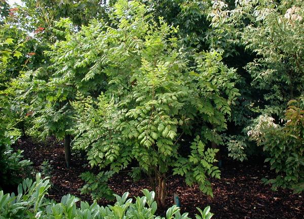 Koelreuteria paniculata (goldenrain tree) (alternate view 6)
