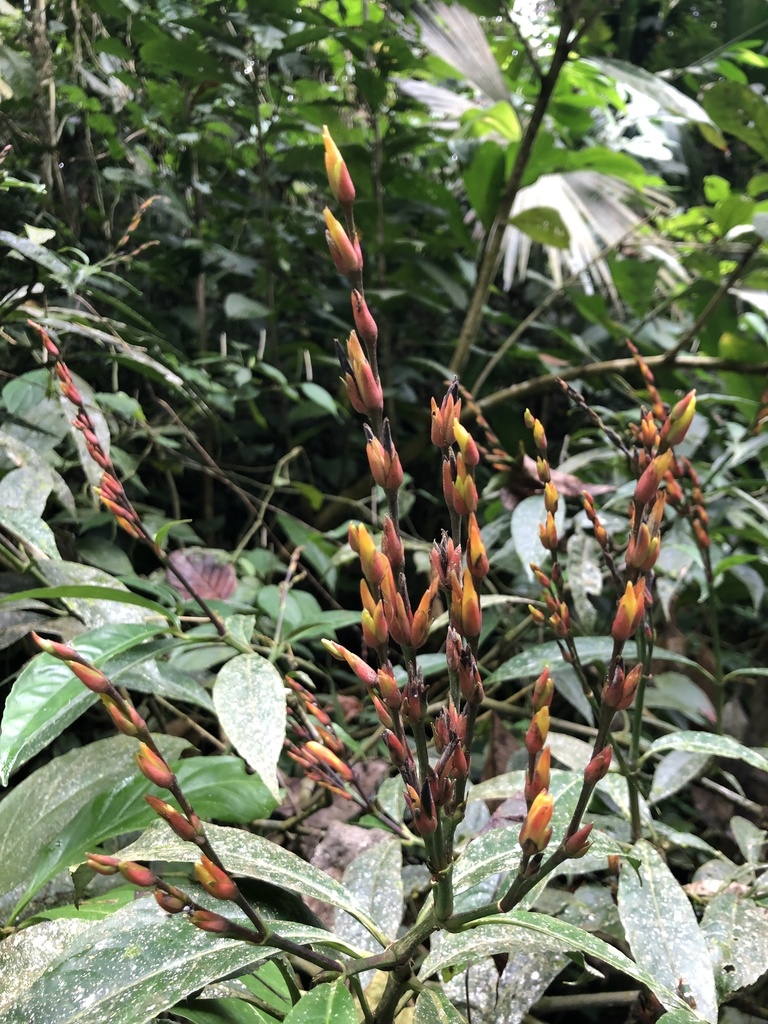 Sanchezia