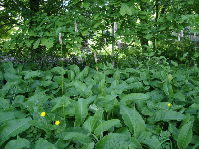 Bistorta officinalis (common bistort)