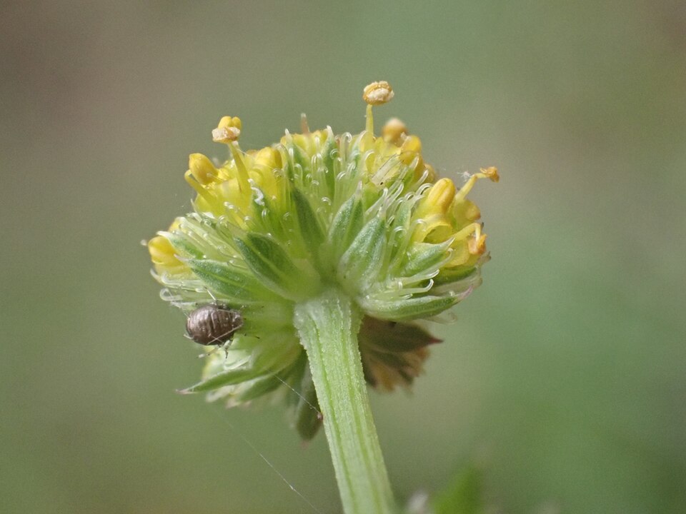 Sanicula (sanicles) (alternate view 8)