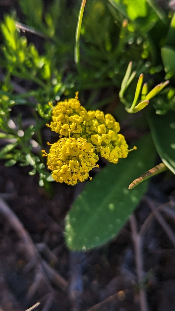Sanicula (sanicles) (alternate view 10)