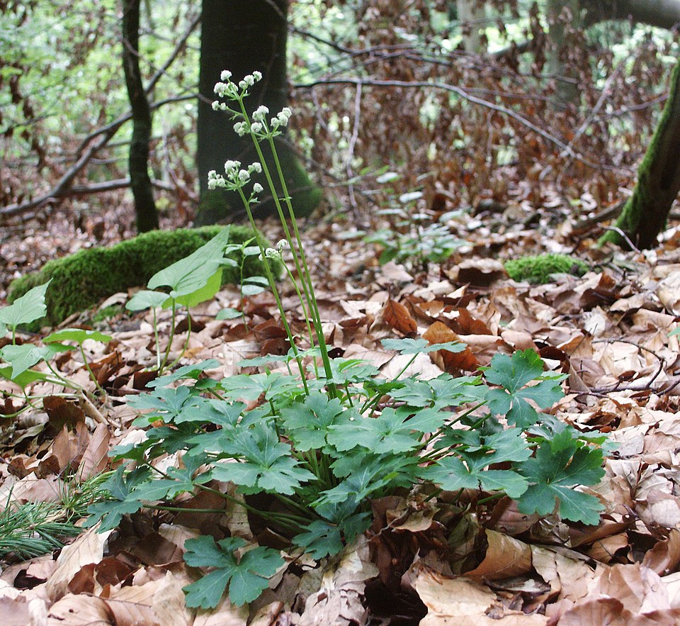 Sanicula europaea (wood sanicle)