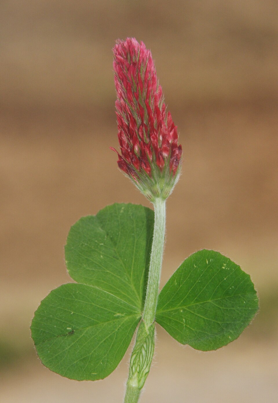 Trifolium incarnatum (crimson clover)