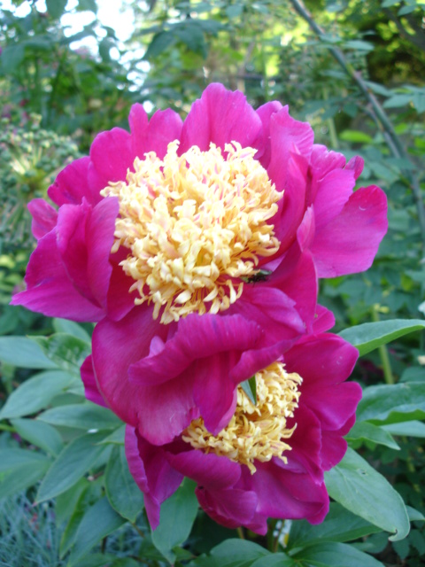 Paeonia lactiflora 'Sword Dance' (Sword Dance Peony)