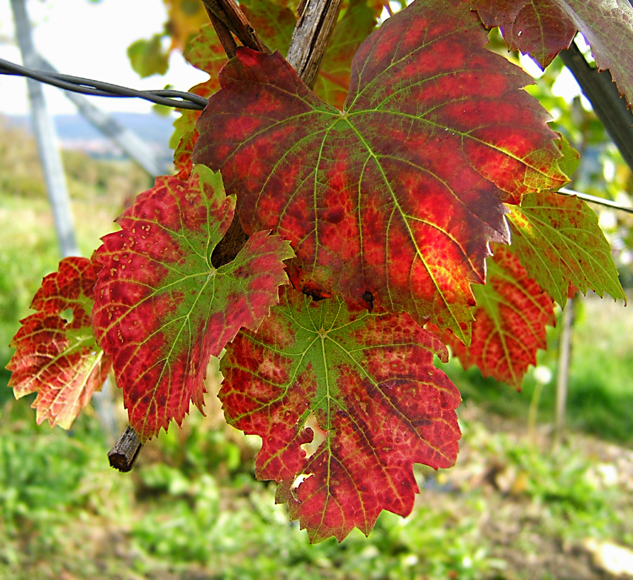 Vitis vinifera (grape) (alternate view 6)