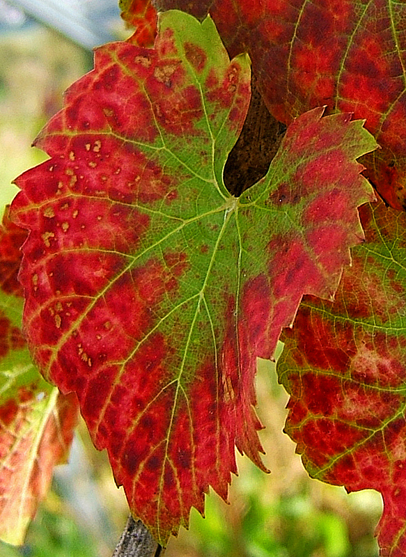 Vitis vinifera (grape) (alternate view 7)