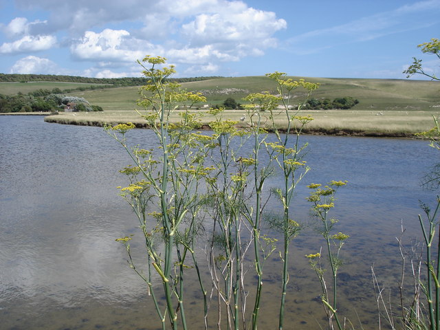 Foeniculum vulgare (Fennel) (alternate view 7)