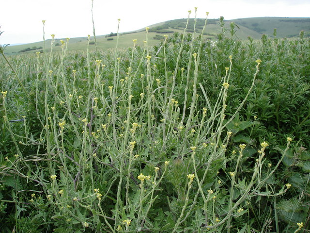 Sisymbrium officinale (Hedge mustard)