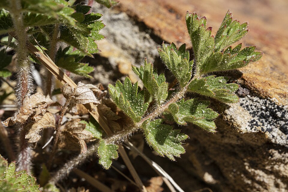 Drymocallis (alternate view 5)