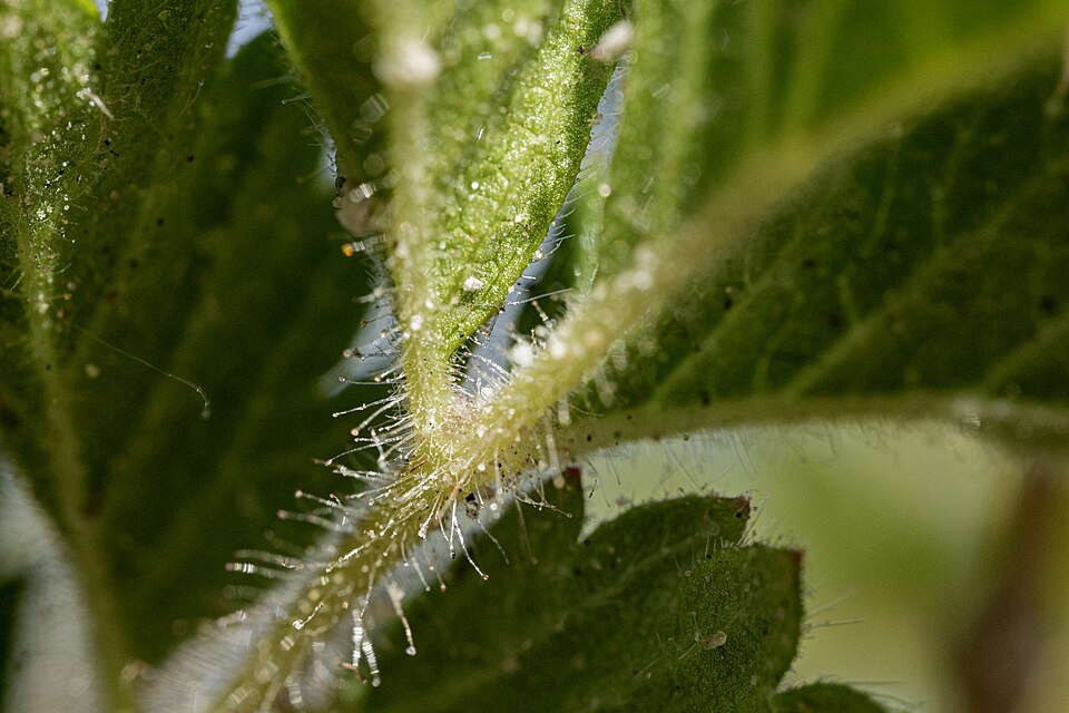 Drymocallis (alternate view 6)