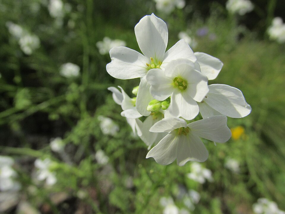 Cardamine (Bittercresses and Toothworts) (alternate view 4)