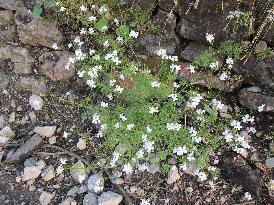 Cardamine (Bittercresses and Toothworts) (alternate view 5)