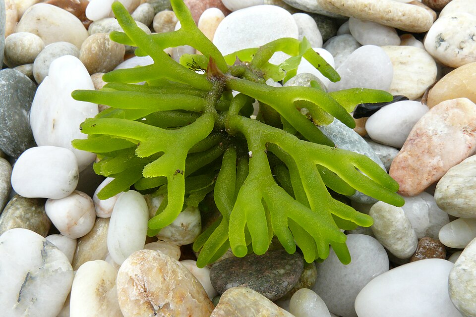 Codium fragile (Dead Man's Fingers) (alternate view 8)