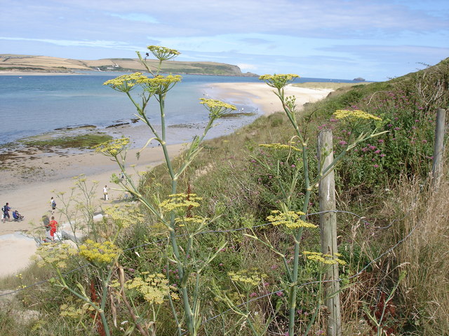 Foeniculum vulgare (Fennel) (alternate view 8)
