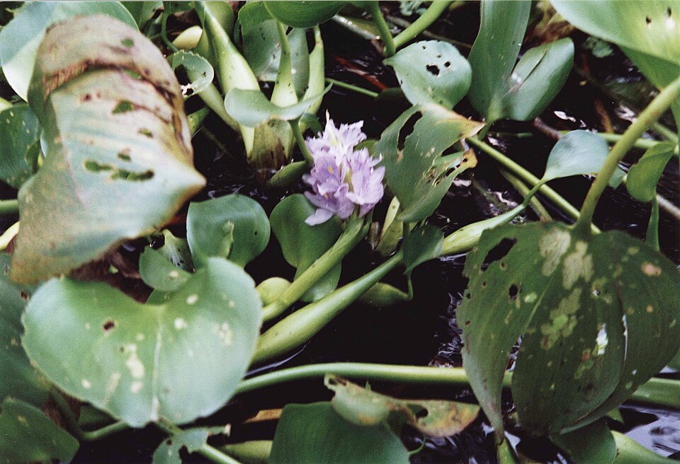 Pontederia crassipes (common water hyacinth)