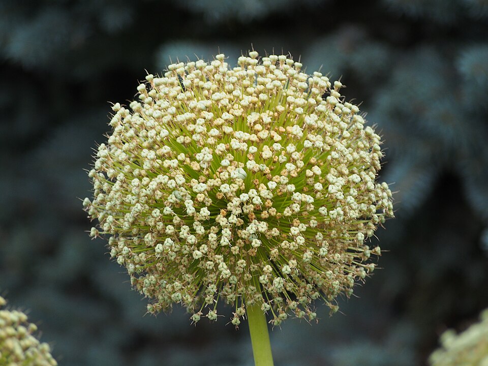 Allium × 'Ambassador' (Ambassador Allium) (alternate view 4)
