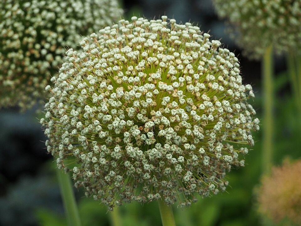 Allium × 'Ambassador' (Ambassador Allium) (alternate view 5)