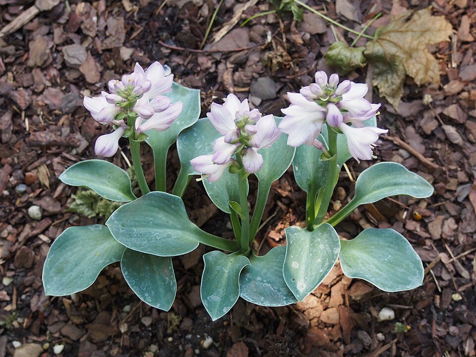 Hosta 'Blue Mouse Ears' (Blue Mouse Ears Hosta) (alternate view 2)