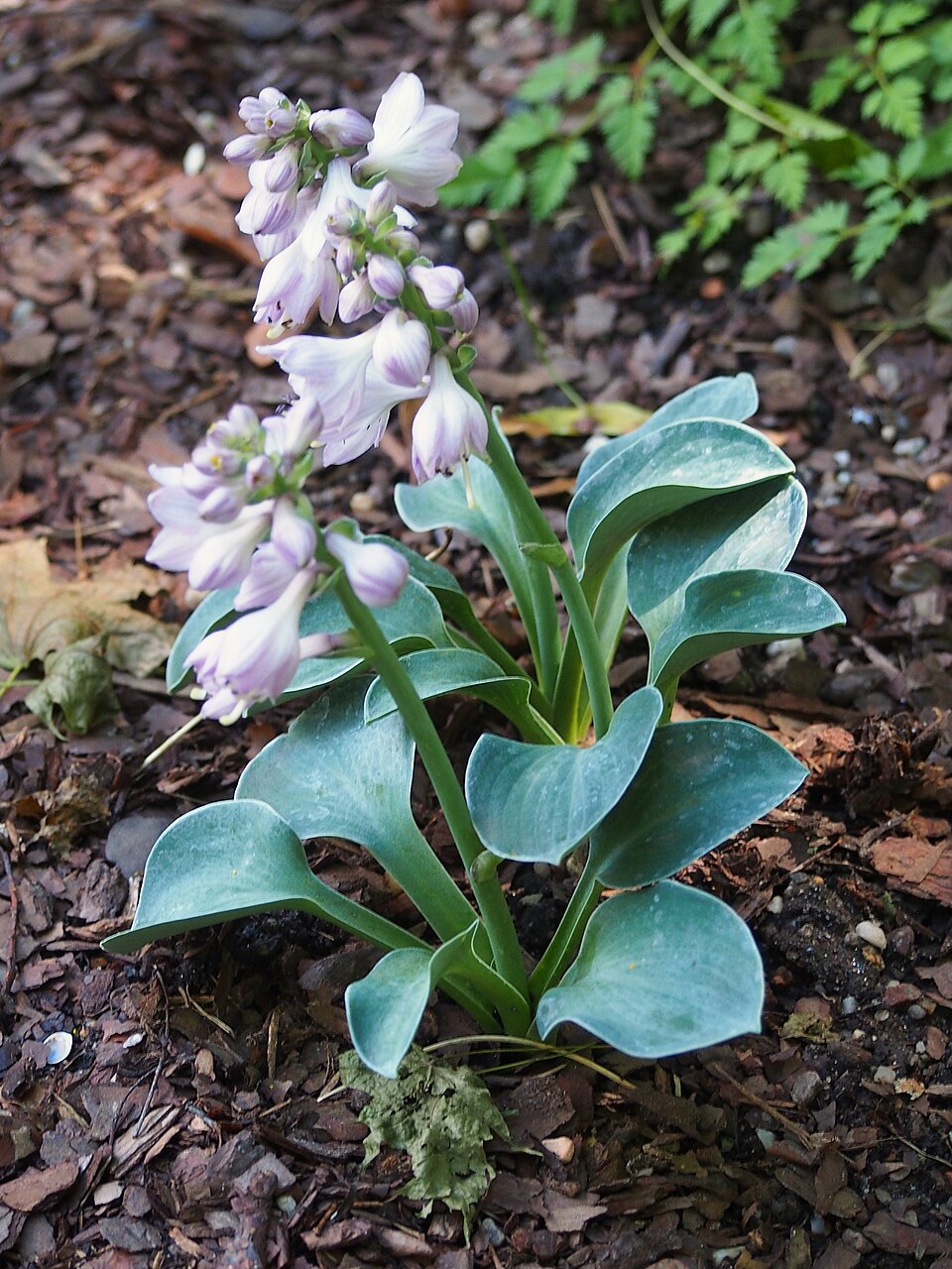 Hosta 'Blue Mouse Ears' (Blue Mouse Ears Hosta) (alternate view 3)