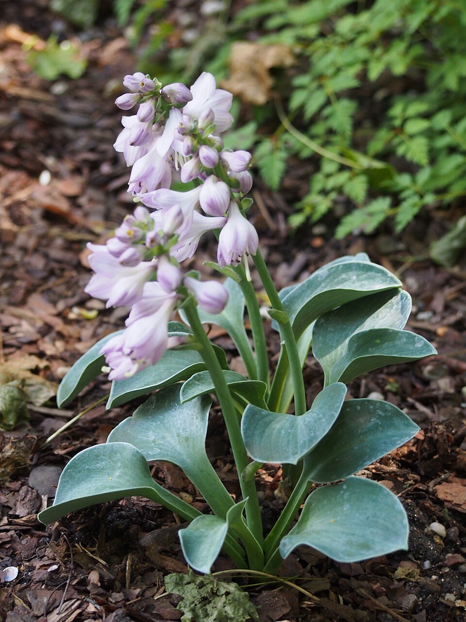 Hosta 'Blue Mouse Ears' (Blue Mouse Ears Hosta) (alternate view 4)
