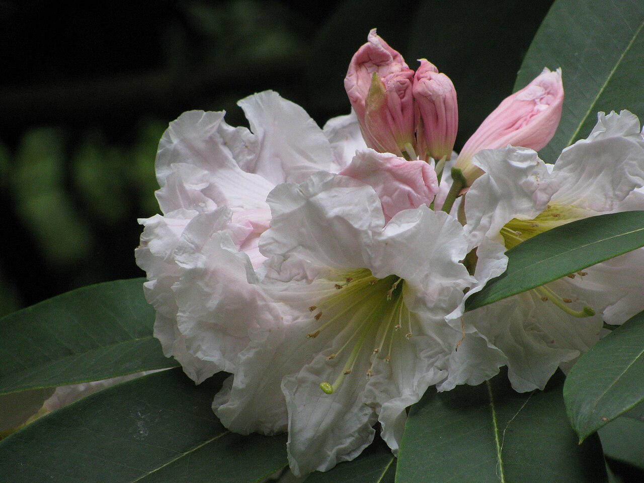 Rhododendron fortunei, Fortune's rhododendron — upright evergreen (Ericaceae) (image 4 of 10)
