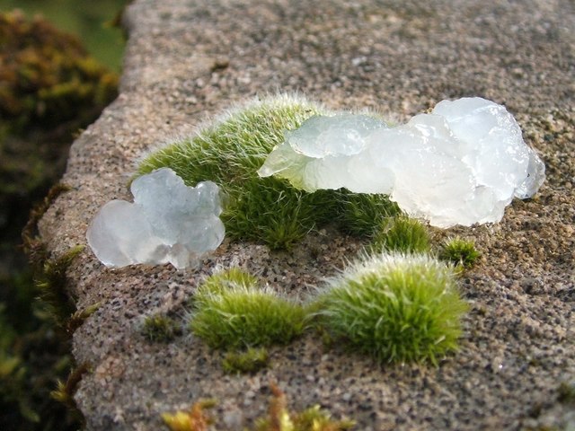Grimmia pulvinata (Grey-cushioned Grimmia)