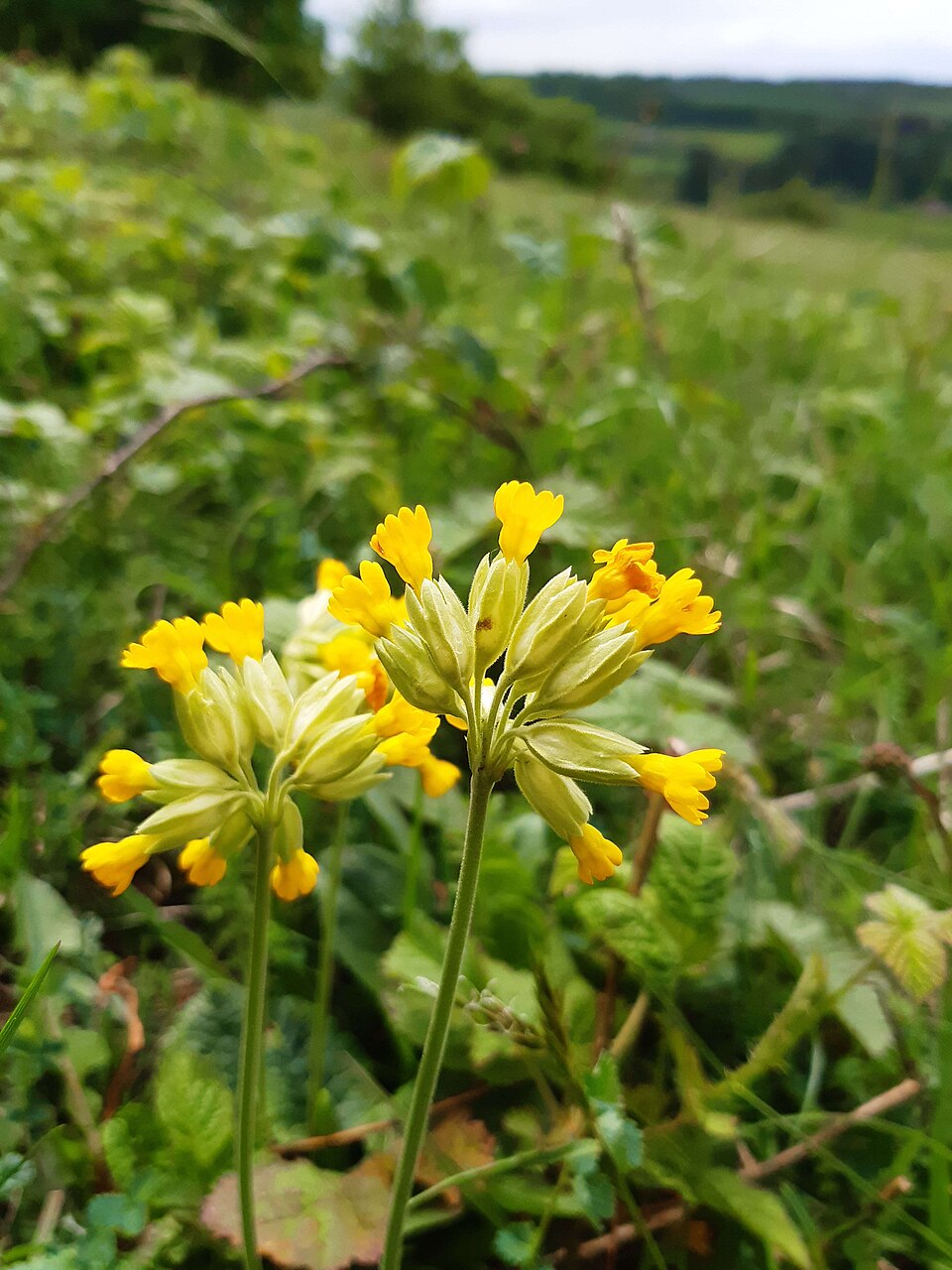 Primula veris (Cowslip)