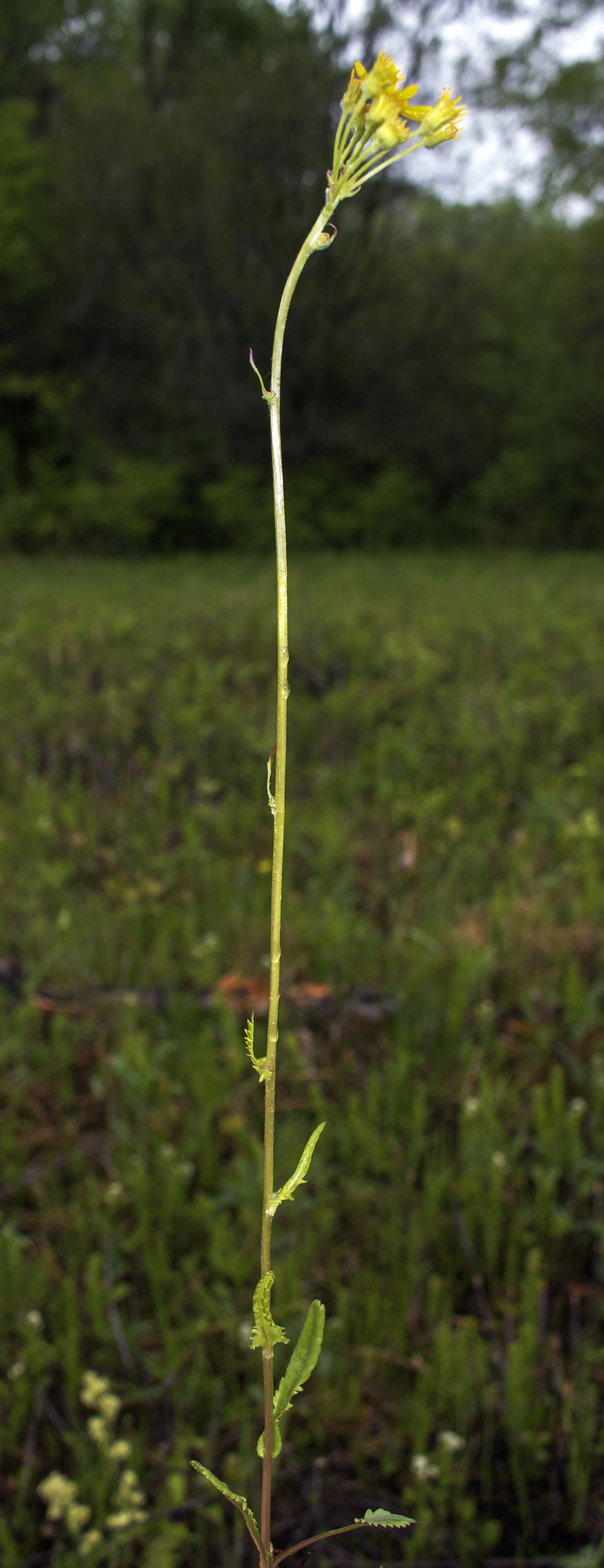 Packera (American groundsels and ragworts) (alternate view 3)