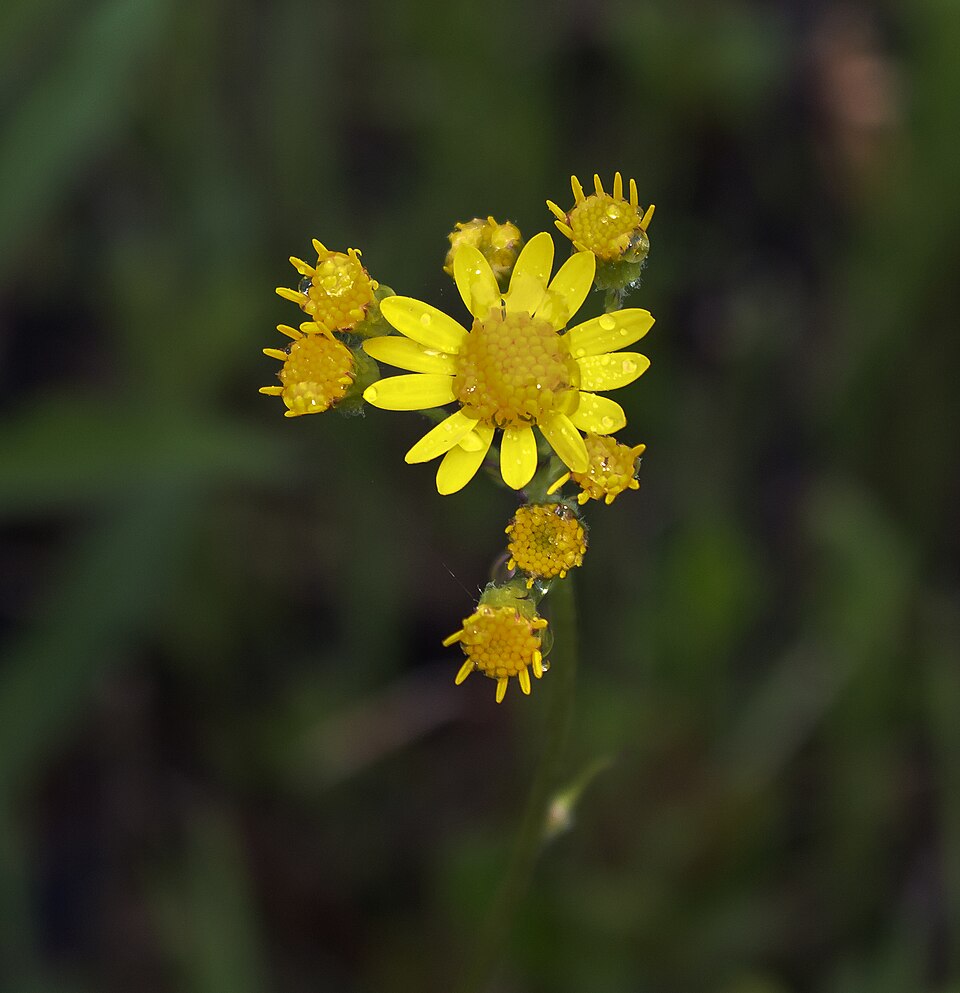 Packera (American groundsels and ragworts) (alternate view 4)