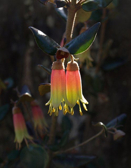 Correa pulchella, Salmon correa — mounding evergreen (Rutaceae) (image 2 of 10)
