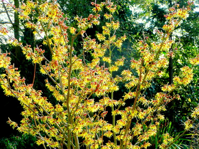 Hamamelis × intermedia 'Arnold Promise' (Arnold Promise Witch Hazel) (alternate view 3)