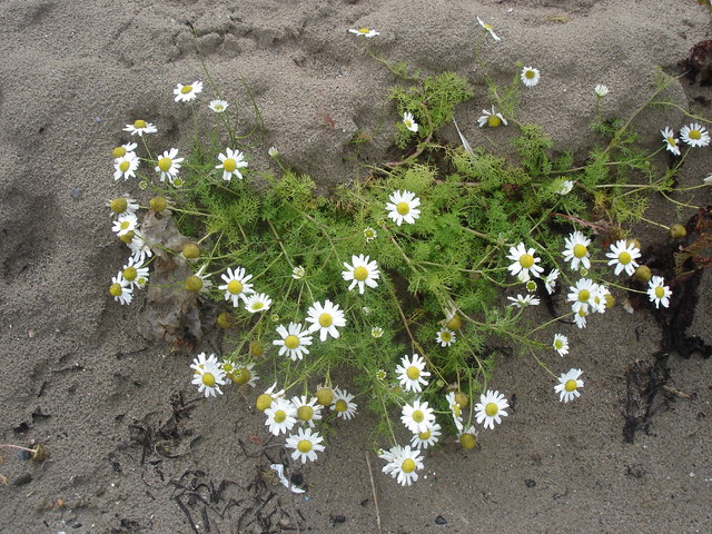 Tripleurospermum maritimum (Sea Mayweed)