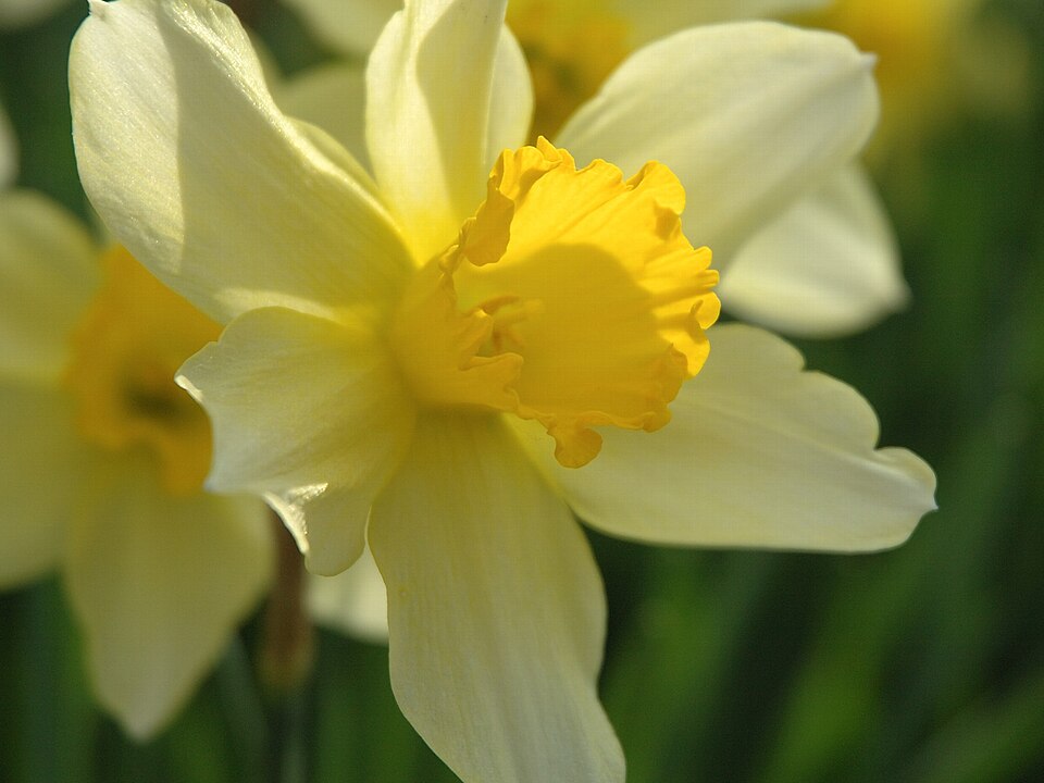 Narcissus × incomparabilis (Nonesuch Daffodil) (alternate view 8)
