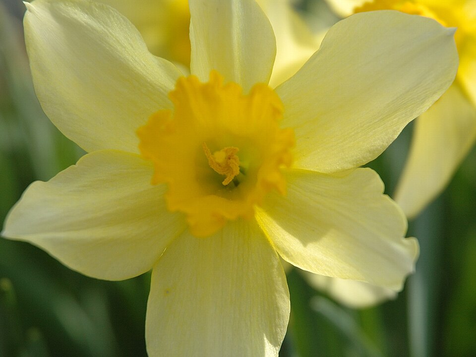Narcissus × incomparabilis (Nonesuch Daffodil) (alternate view 9)