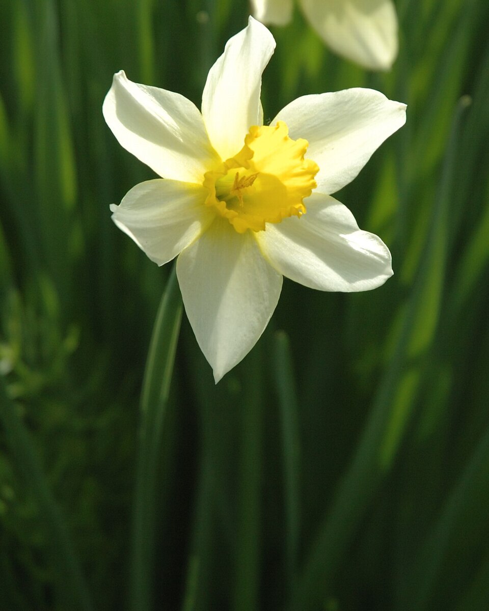 Narcissus × incomparabilis (Nonesuch Daffodil) (alternate view 10)