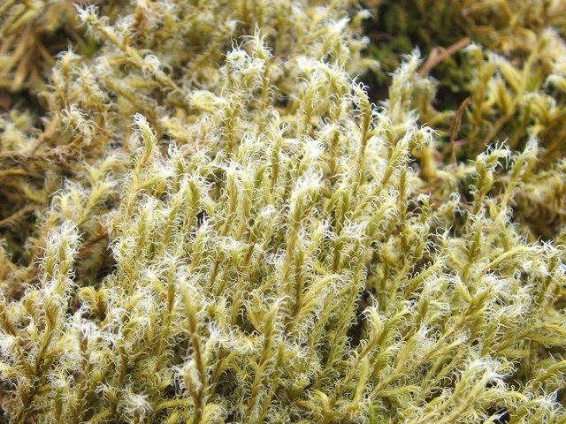 Racomitrium lanuginosum (Woolly Fringe-moss)