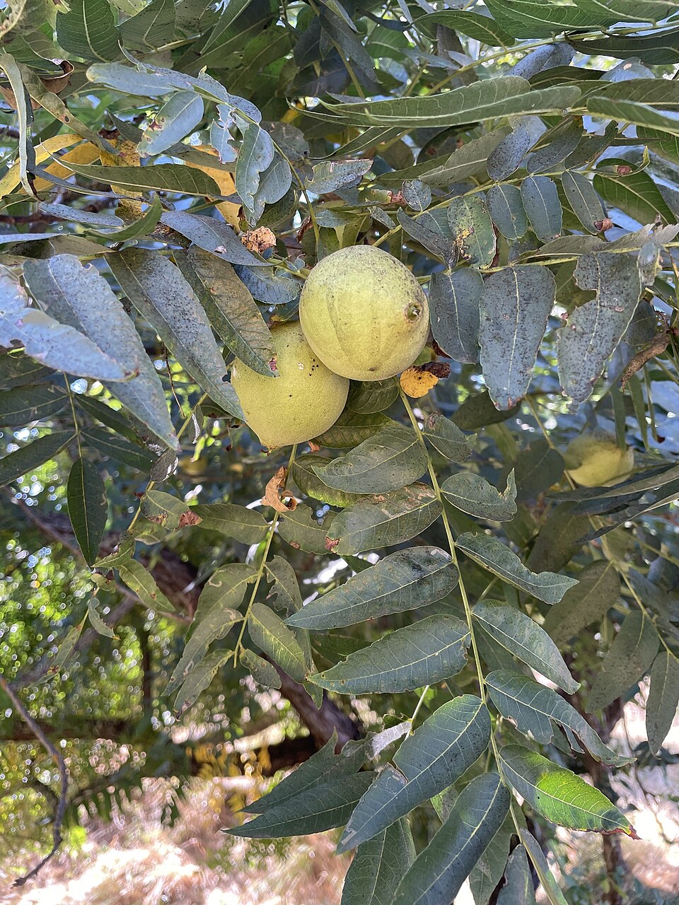Juglans hindsii (northern California black walnut) (alternate view 6)