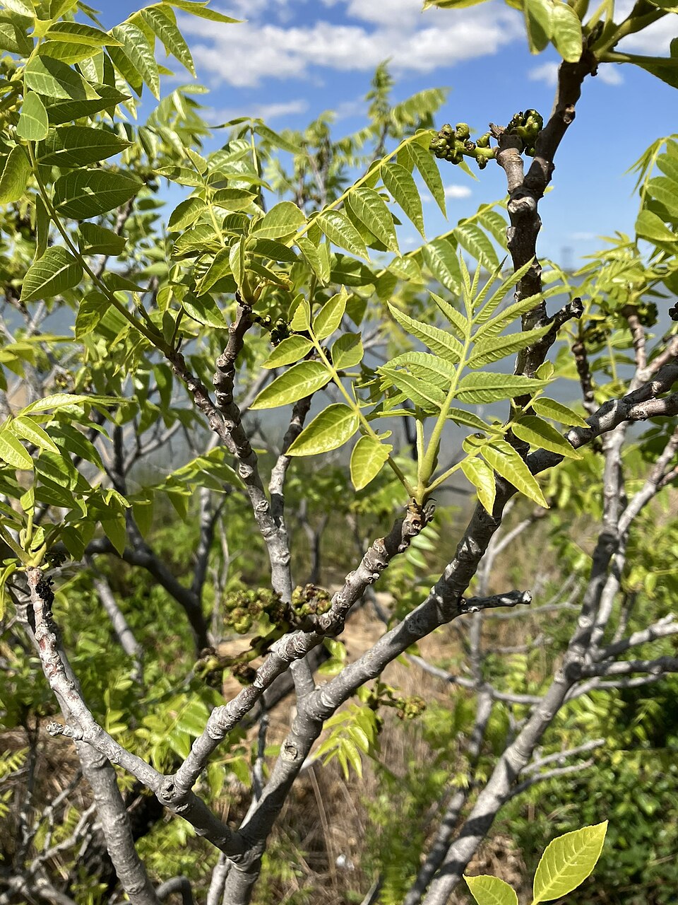 Juglans hindsii (northern California black walnut) (alternate view 7)