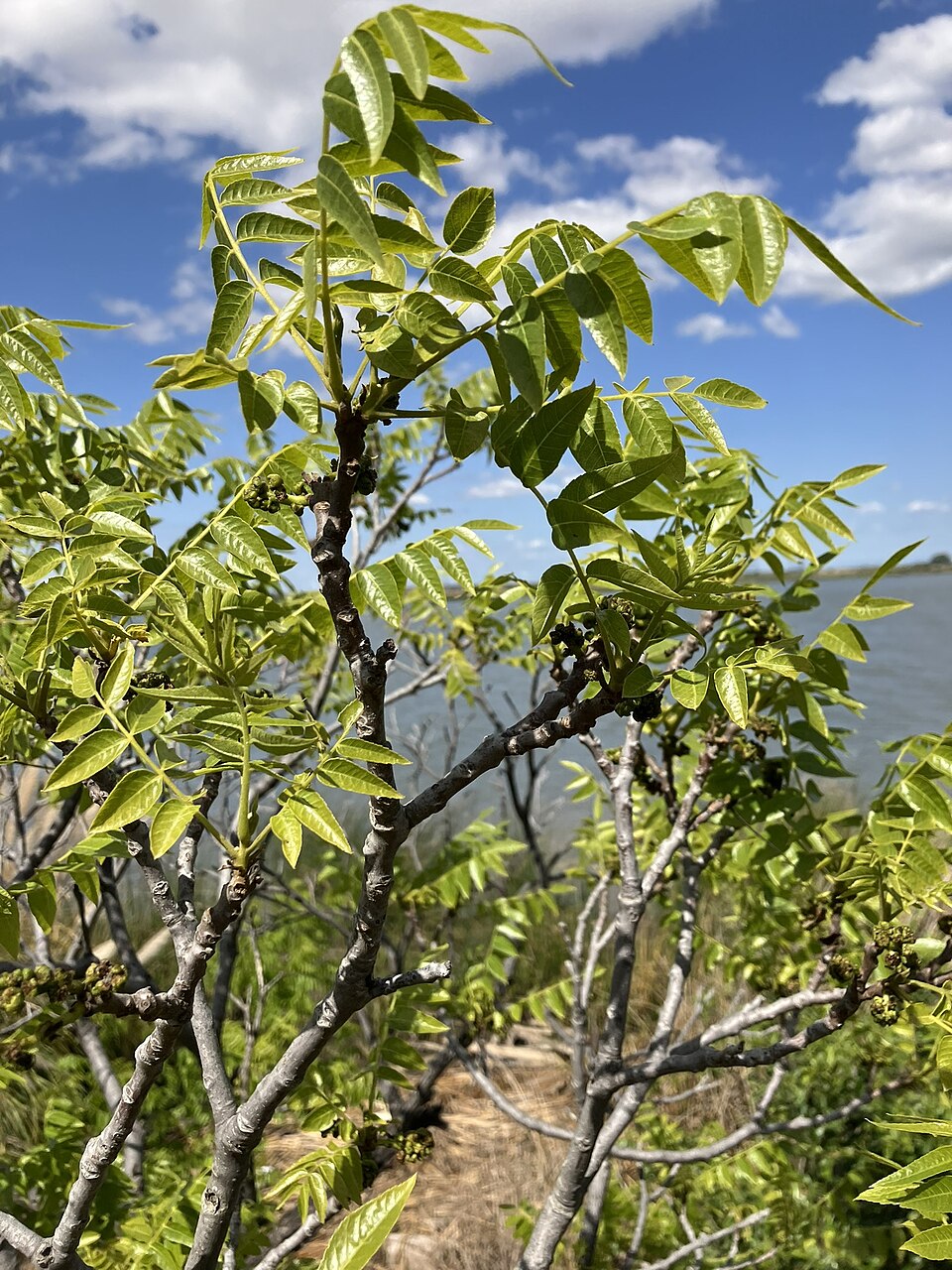 Juglans hindsii (northern California black walnut) (alternate view 8)