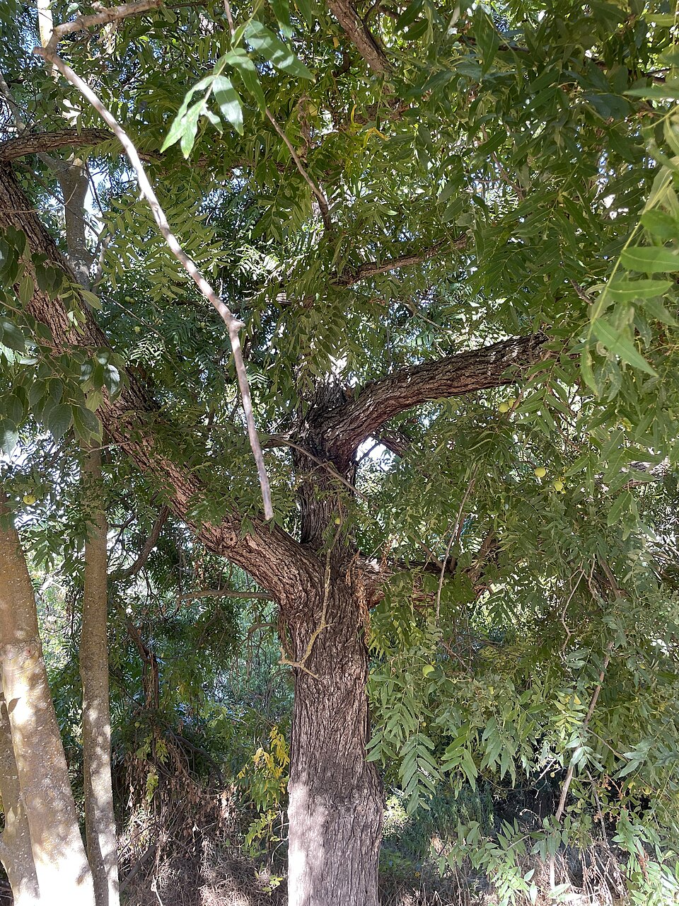 Juglans hindsii (northern California black walnut) (alternate view 9)