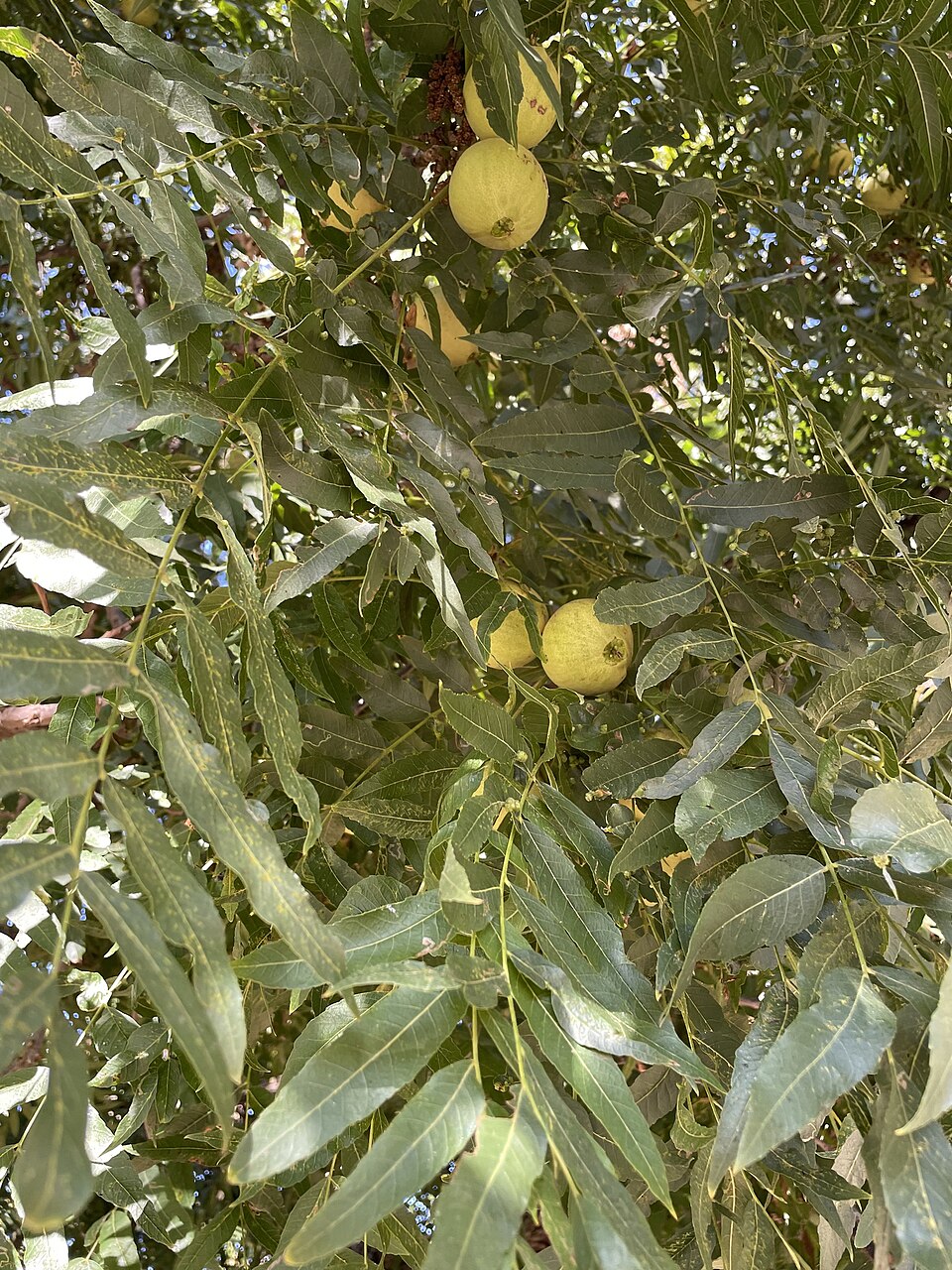 Juglans hindsii (northern California black walnut) (alternate view 10)