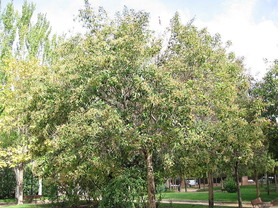 Ligustrum japonicum (Waxleaf Privet) (alternate view 10)